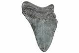 Partial Megalodon Tooth - South Carolina #320716-1